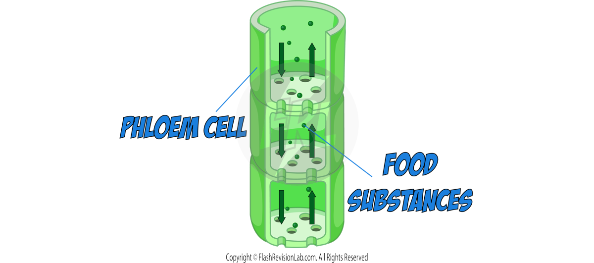 Phloem